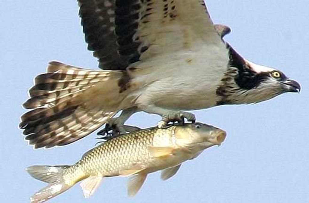 fligender fisch.jpg