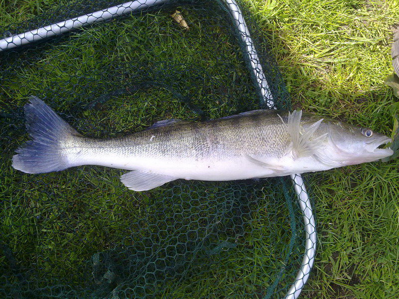 zander_55cm.jpg