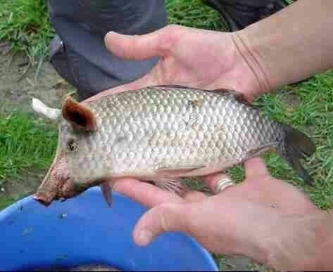 waterpig.jpg